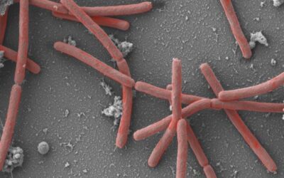 Methanothermobacter ist Microbe des Jahres 2021